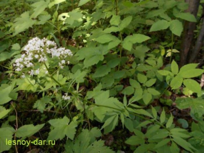 Это тоже валериана лекарственная (фото с блога "Лесная кладовая")
