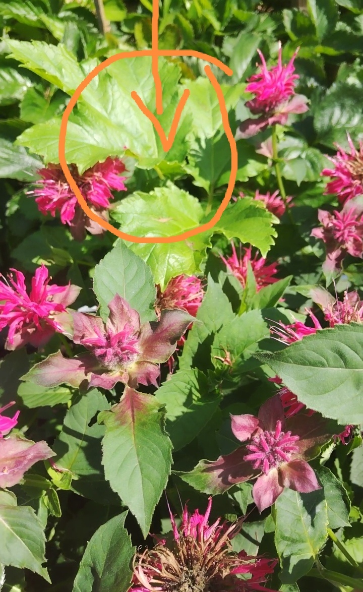 Вот он, вредитель, затесался в куст. 