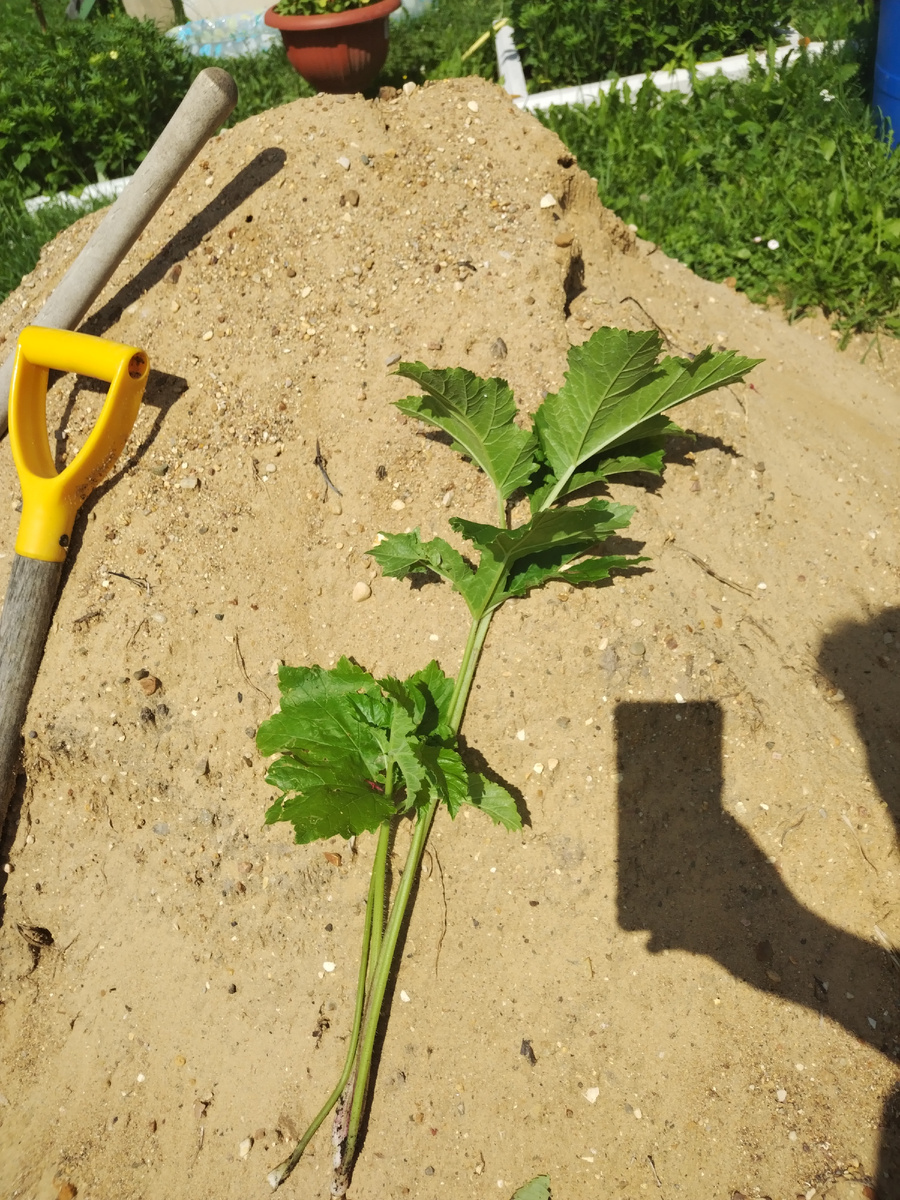 Во какой вымахал! 