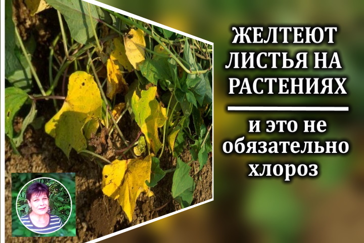 Причины пожелтения листьев на растениях. И это не всегда хлороз.