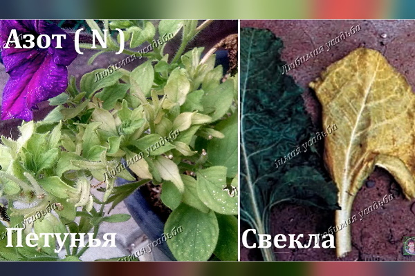 Азотный хлороз