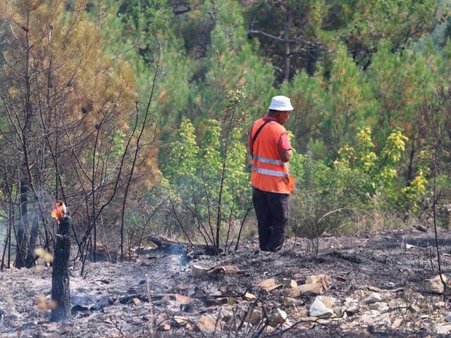    Фото: телеграм-канал "Геленджик | Пресс-служба администрации"