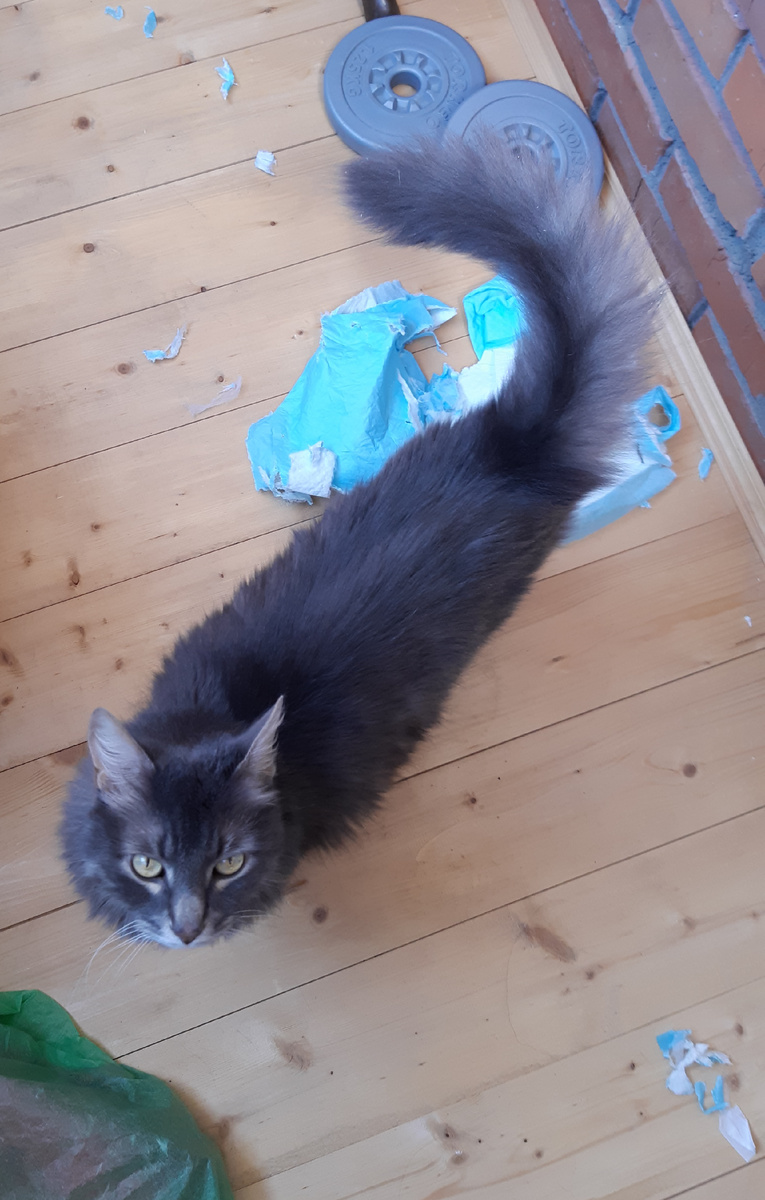 Вот такую картину увидали мои человеки👀