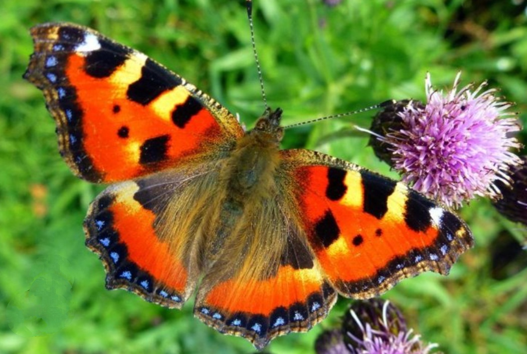 Фото с сайта: https://proza.ru/2023/10/12/1544