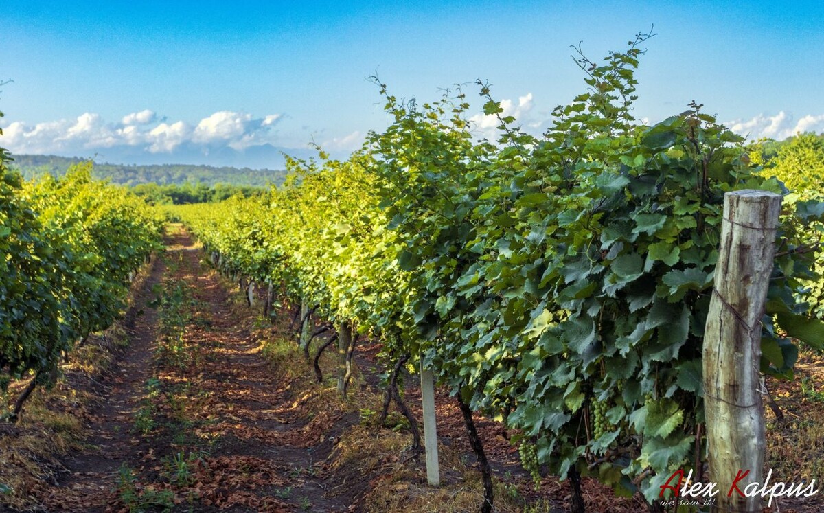 Скоро наступит осень! А осень в Грузии это обычно сезон свадеб! Ну да! Свадьбы обычно начинаются после сбора урожая - ртвели. 