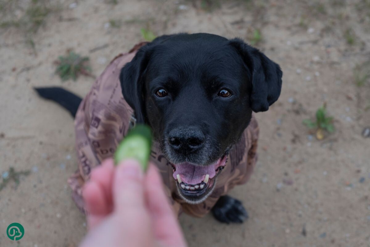 Хозяин предлагает собаке огурчик 