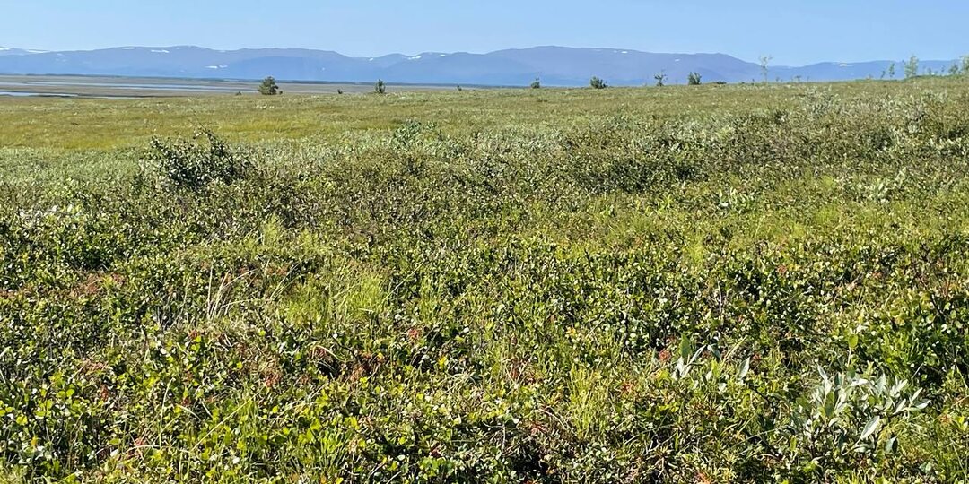 По щиколотку в воде — история тропы в Байдарацкой тундре