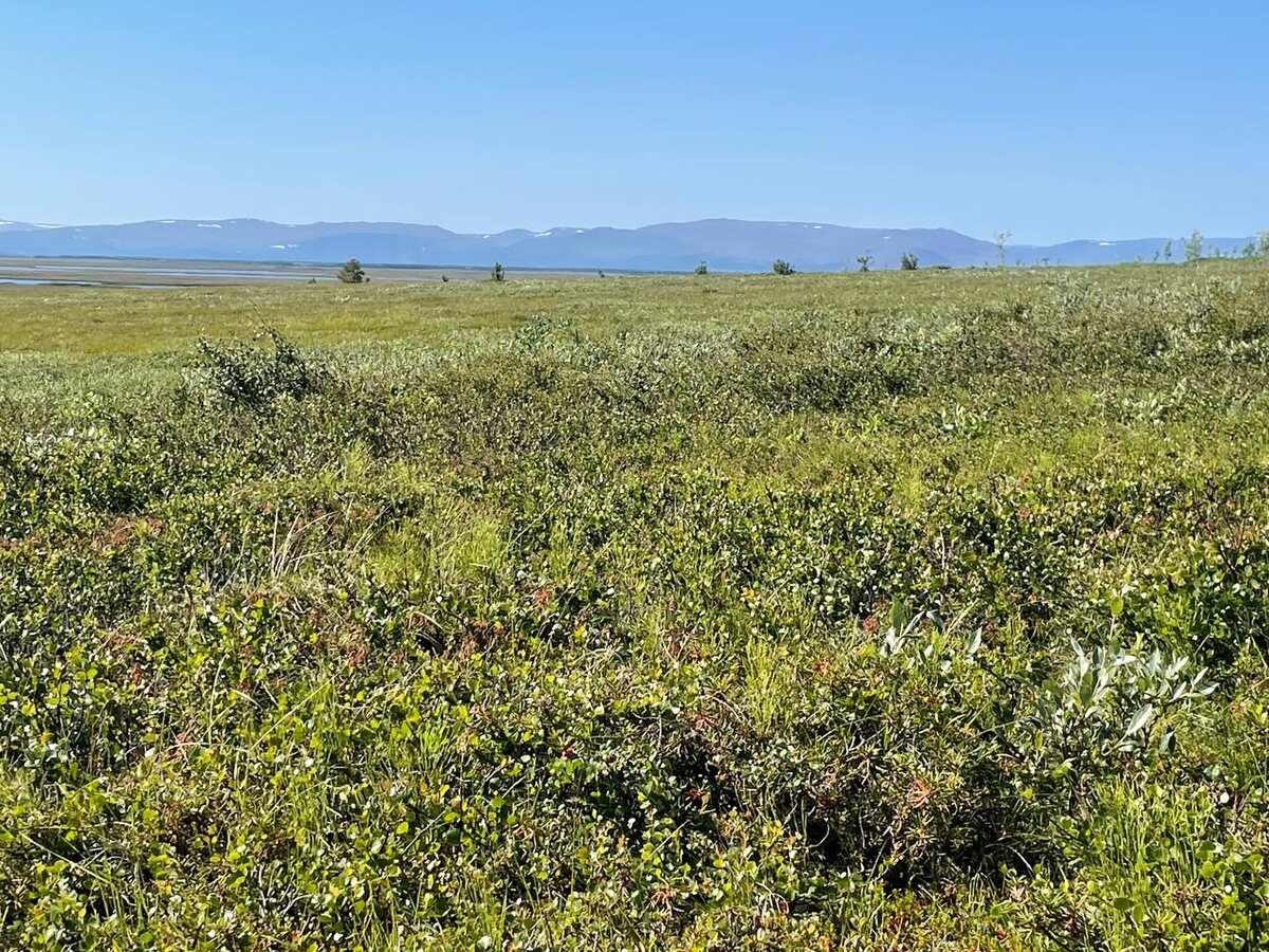 Тундра — не пейзаж. Это стихия.