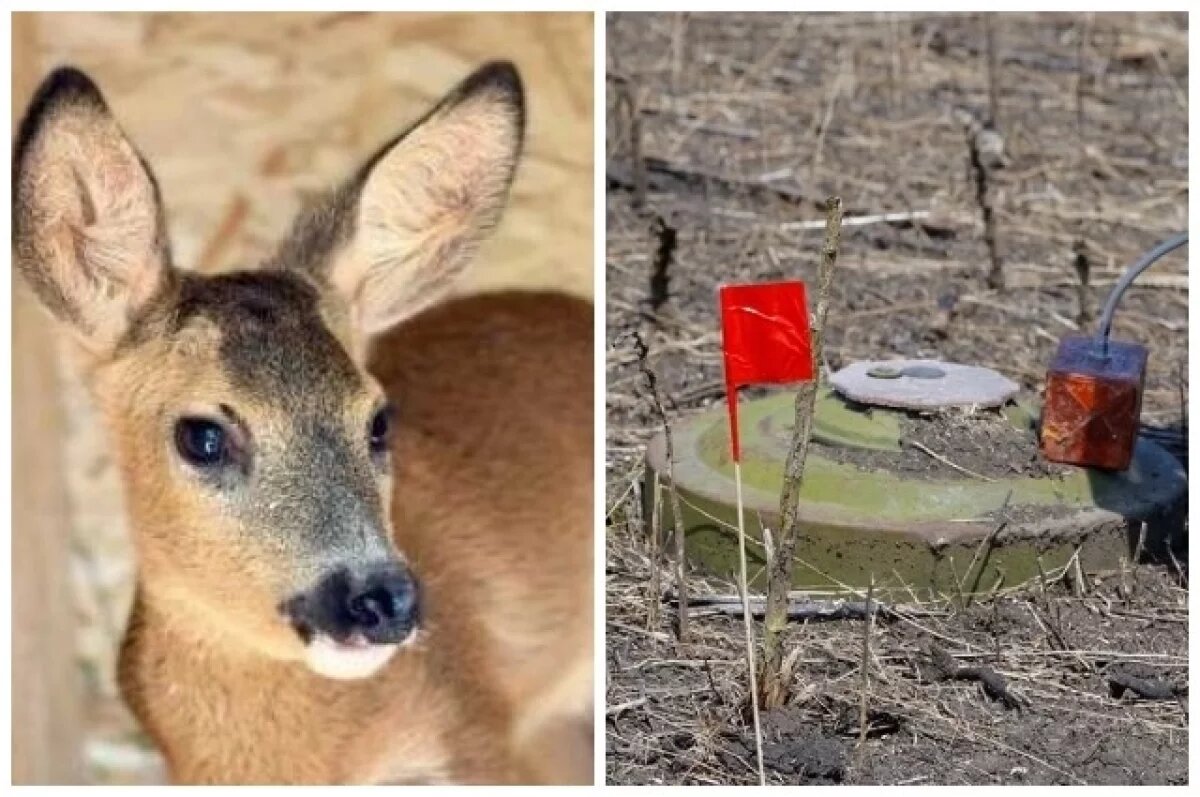    Косуленок испуганно носился по полю, засыпанному минами.