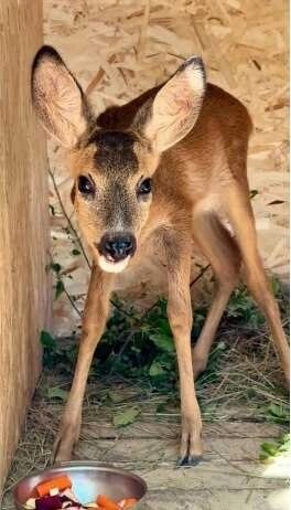    Бойцы дали малышу прозвище Сапер. Фото: Парк «Лога»