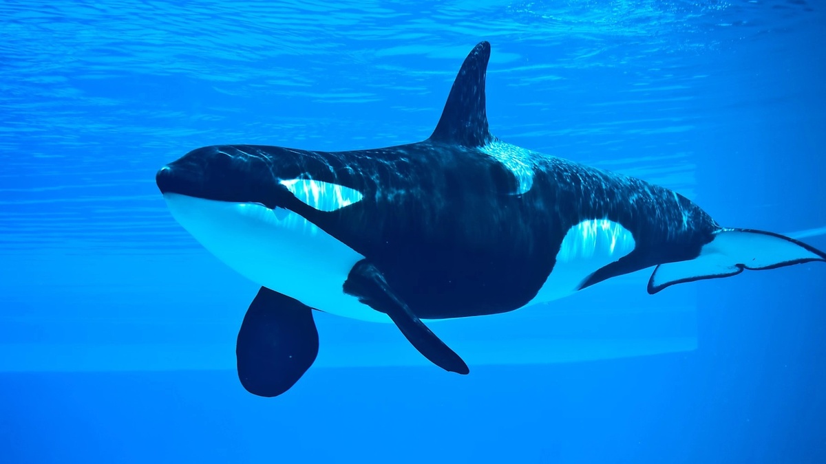 Фото с сайта: https://www.dagens.no/utland/verdens-ensomste-spekkhogger-har-doedd