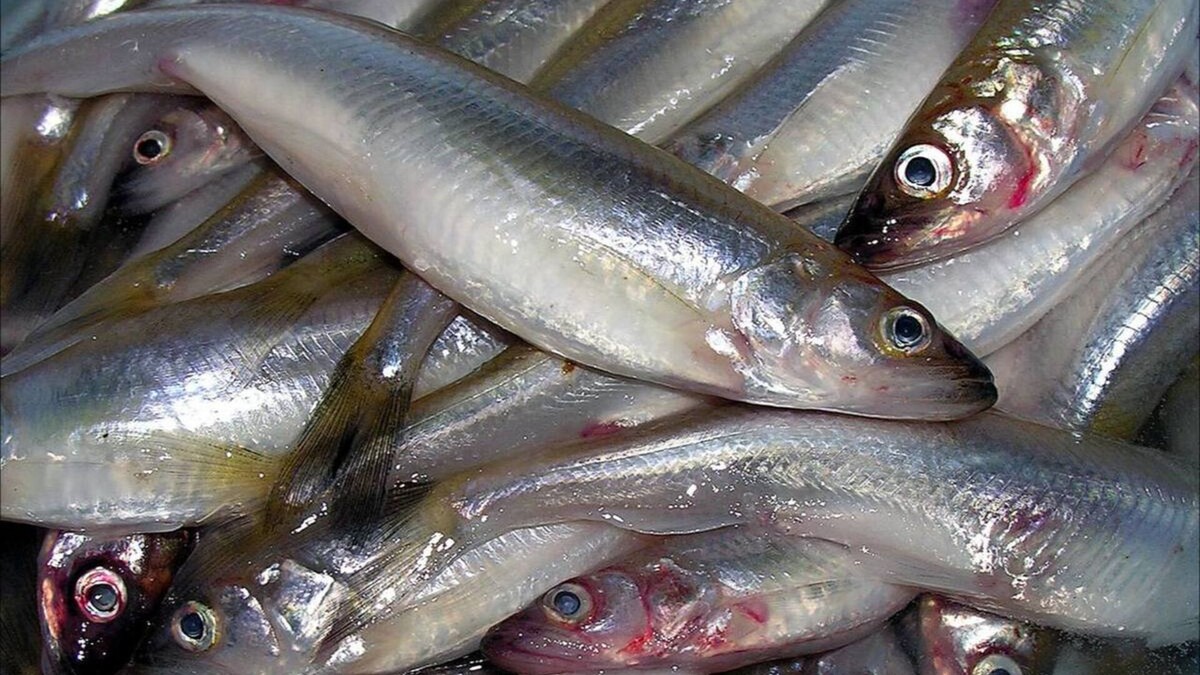 Фото с сайта: https://kasheloff.ru/photos/snetok-riyba-foto/40