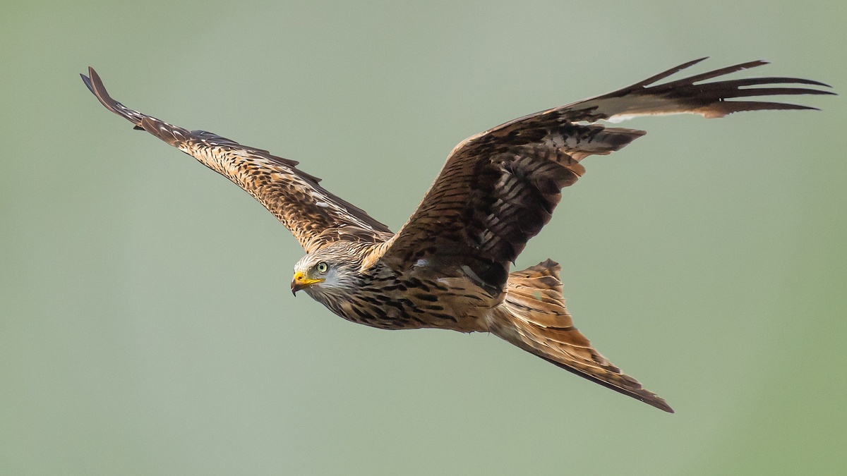 Фото с сайта: https://kasheloff.ru/photos/polet-na-xvoste/86