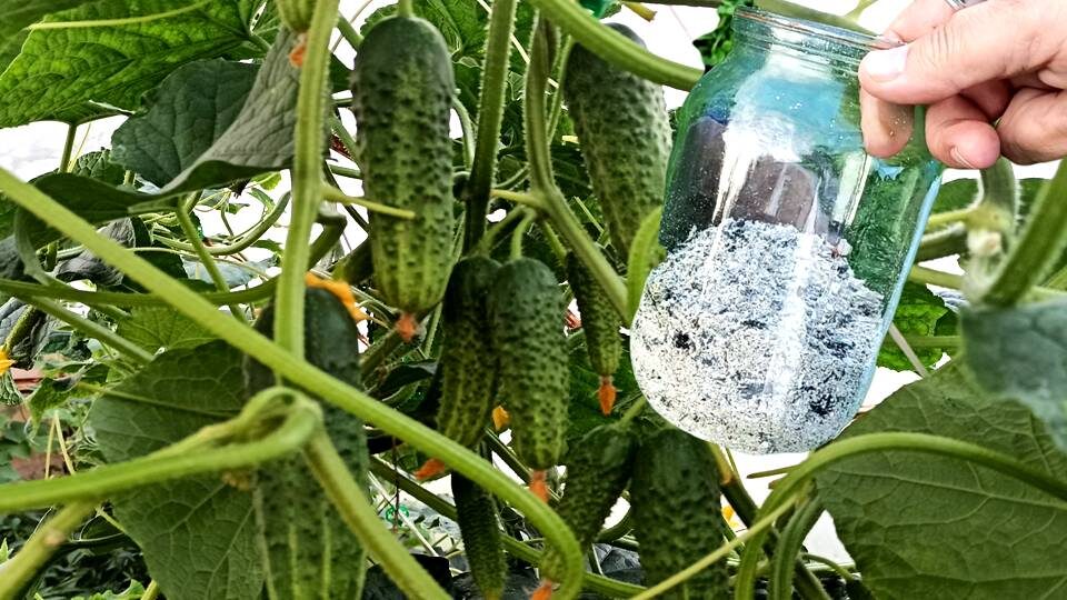 Кормлю огурцы в августе и они будут обильно плодоносить до морозов!