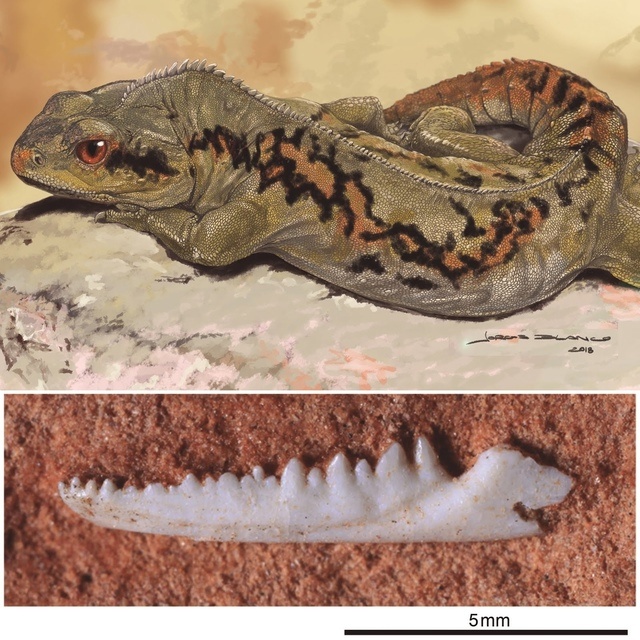 Ланцейросфенодон (сверху) и его челюсть (снизу).