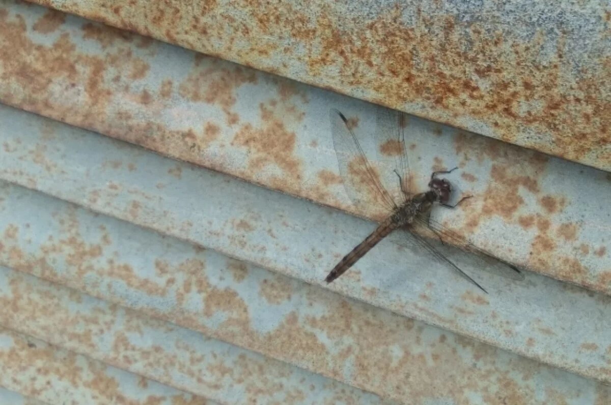    Некоторые районы Тюмени атаковали стрекозы