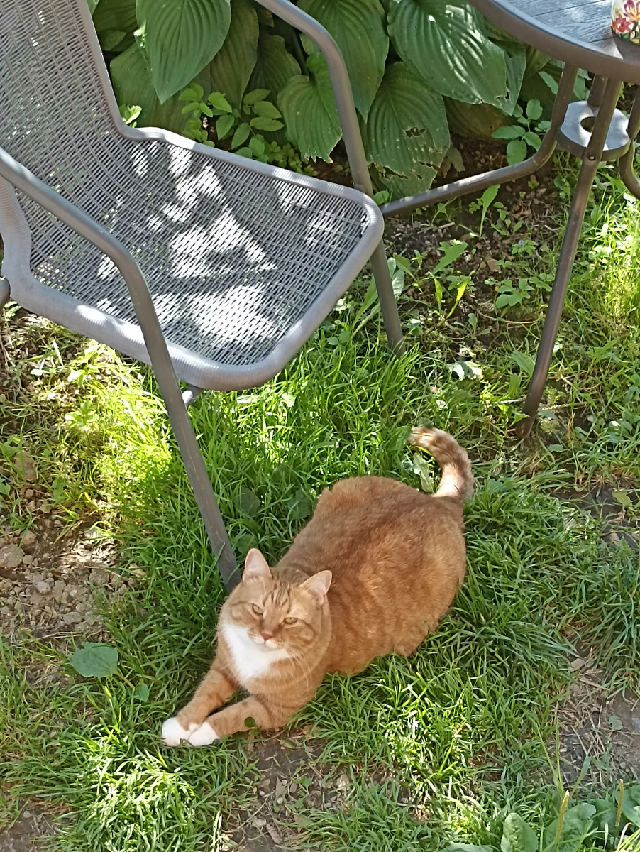 А с виду в меру упитанный и весьма воспитанный котище))