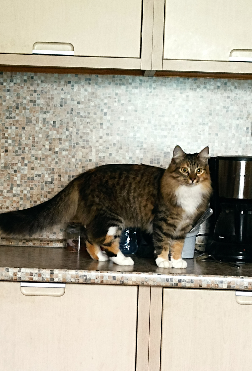 Застукали дачницу около кофеварки))