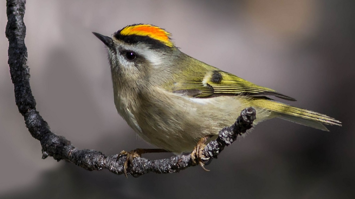 Фото с сайта: https://pit-lyubimchik.ru/soderzhanie-ptits/