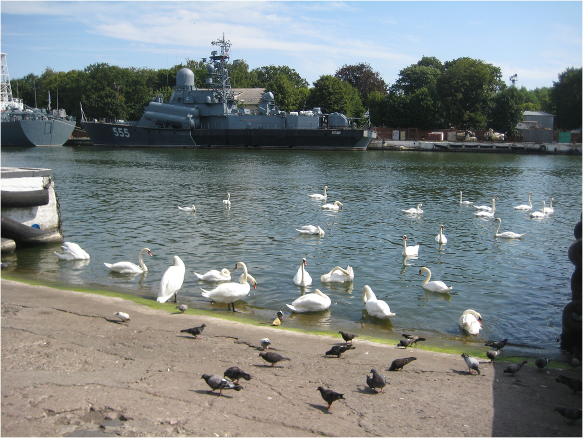 лебеди на набережной