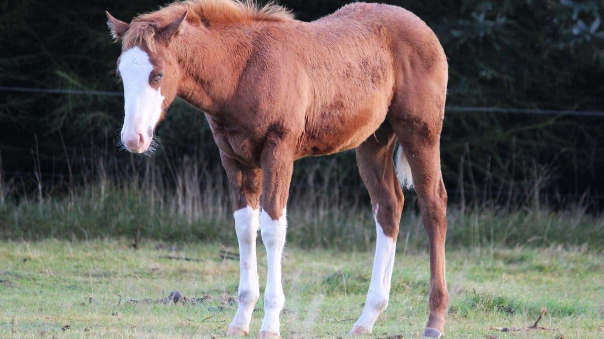 Фото с сайта: https://storage.googleapis.com/dirkwxrydeysqe/why-can-t-horses-lie-down-for-long.html