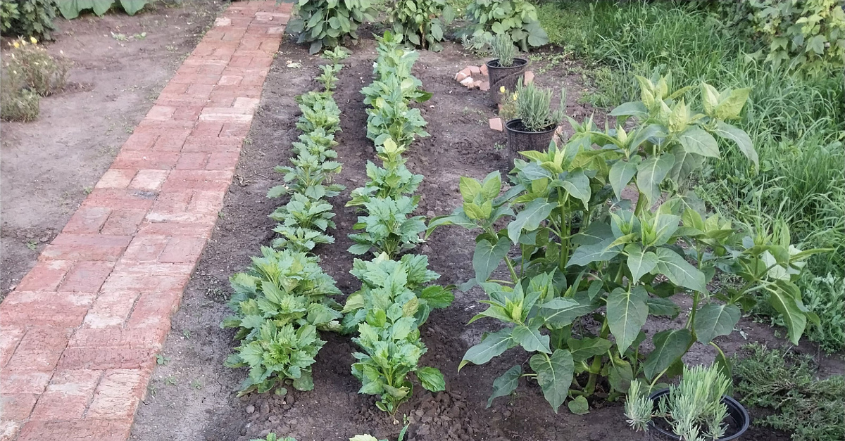 Стройными рядами астры... не цветут.