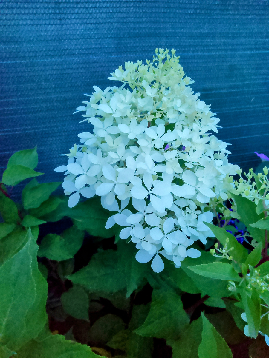 Гортензия Лайм лайт невероятно крупные соцветия 