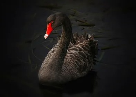    В ожидании «чёрного лебедя». Европейские ястребы запустили проукраинский «план А»