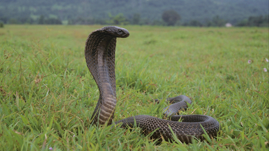    Фото: www.globallookpress.com/IMAGO/Zoonar.com/RealityImages