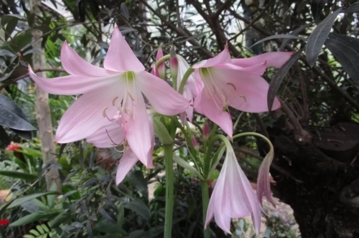    В Твери расцвели спасающие от порчи лилии