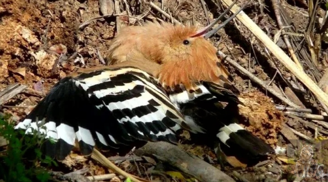 Не подходи или я сейчас выпущу все свои ароматы
