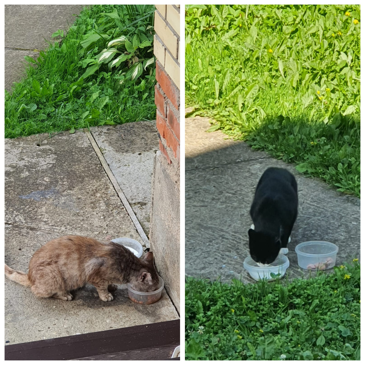 Приблудные котики.