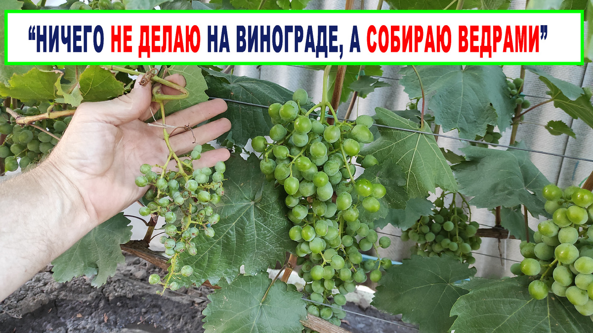 Сравниваю виноград без ухода и с уходом.