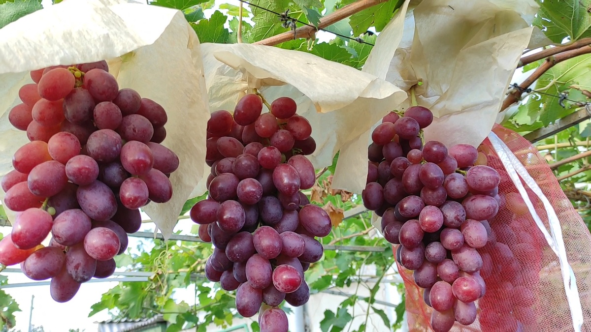 Как можно такой виноград положить в ведро?)))