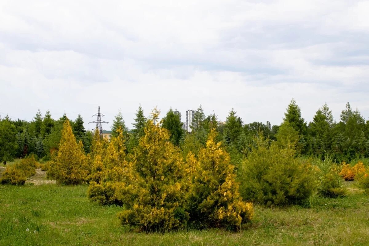    Минприроды Ставрополья: вредные вещества в воздухе не превышают норму