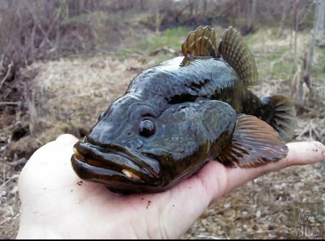 Раз поймали то сейчас все расскажу вам про меня