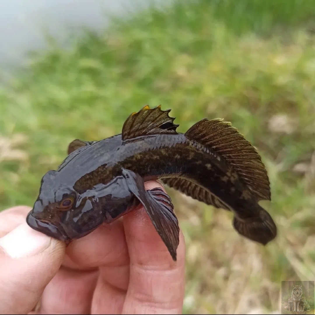 Я тебя сейчас съем человек