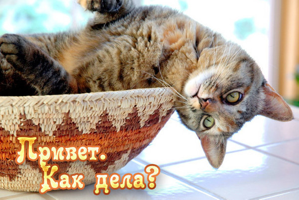 логотип канала Племя Кошки