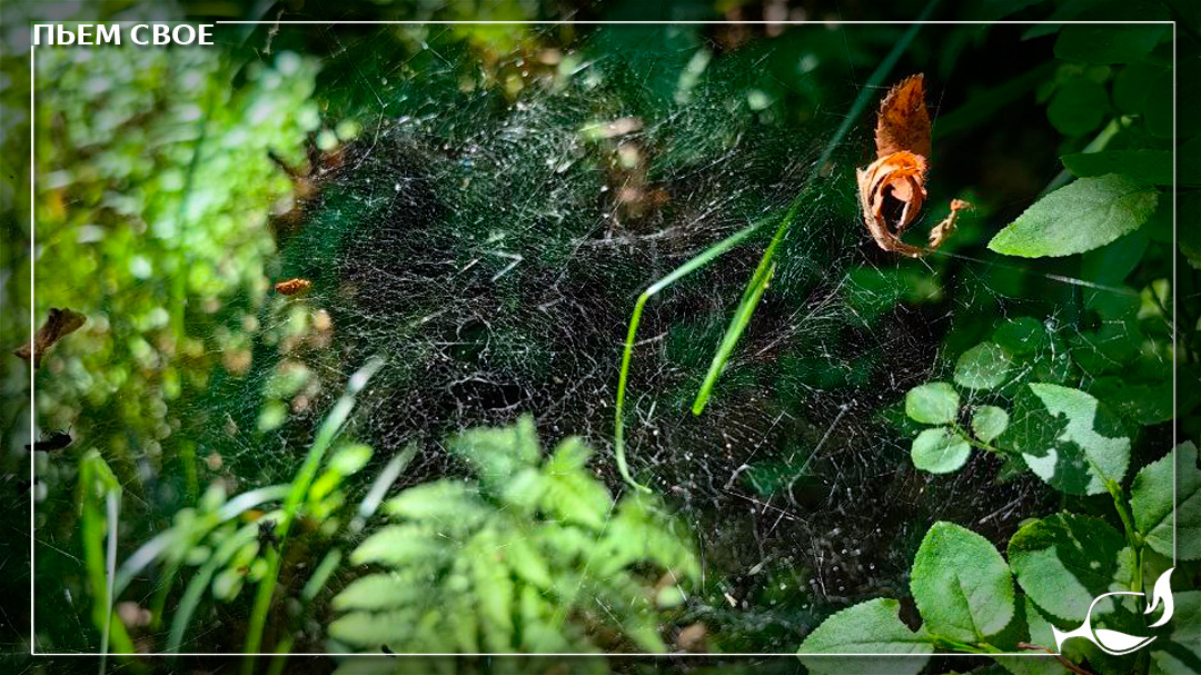 Паутина очень красива на солнце. Хотя не все это понимают. По статистике слова «Боже, какой он огромный!» от женщин чаще всего слышат крохотные обитатели этих самых нитей — пауки.