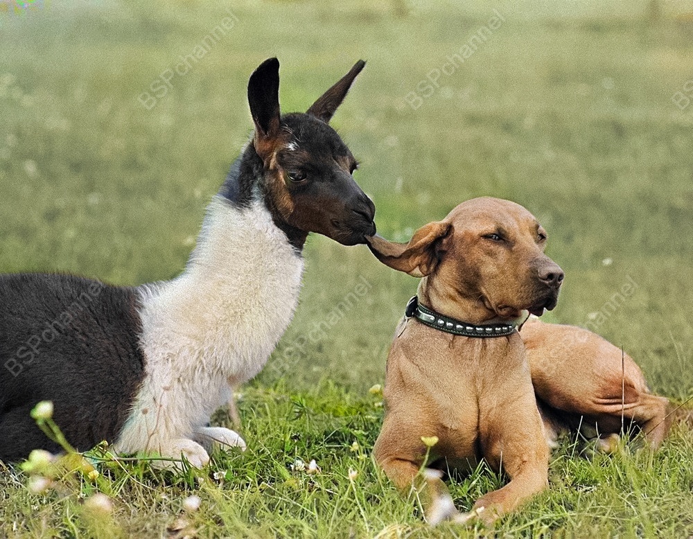 Фотограф: Джон Дрисдейл