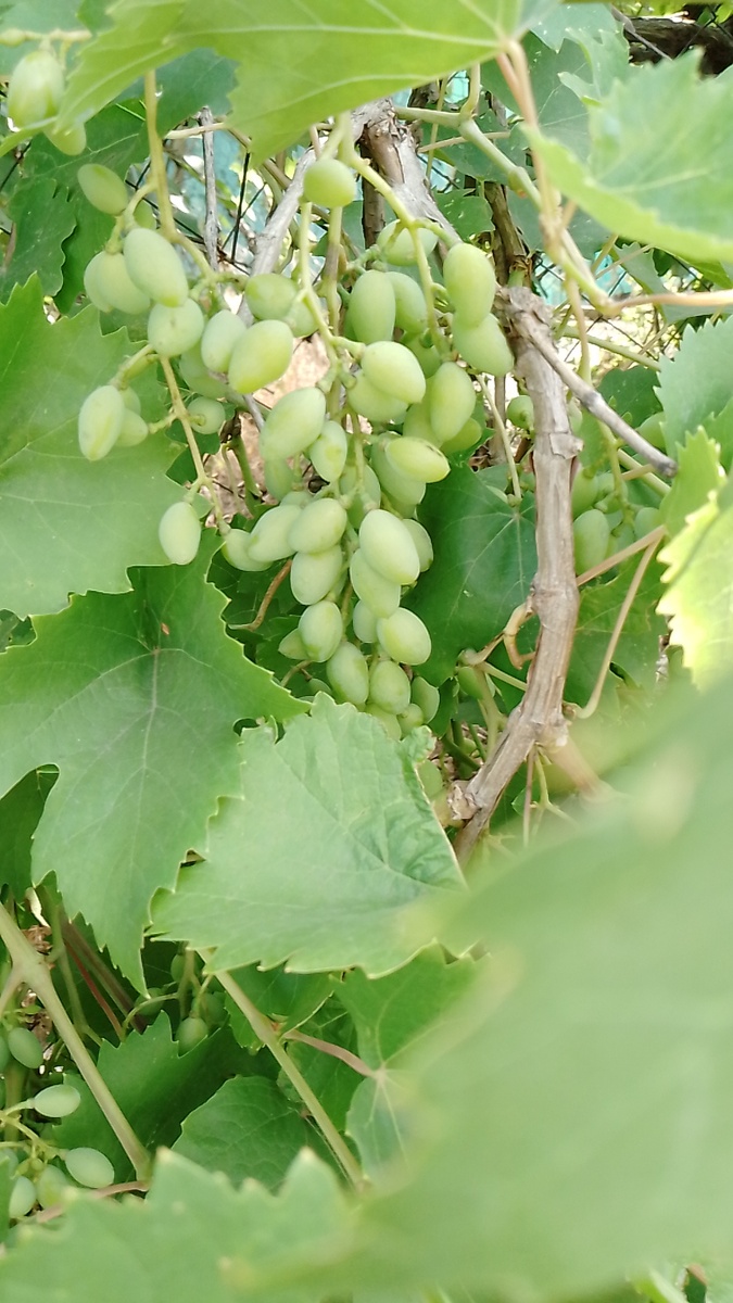 Фото автора. 