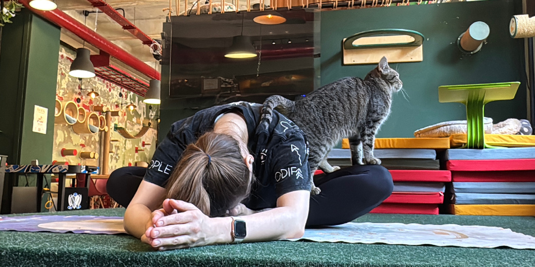 Как провести лето в Москве, если ты очень любишь кошек