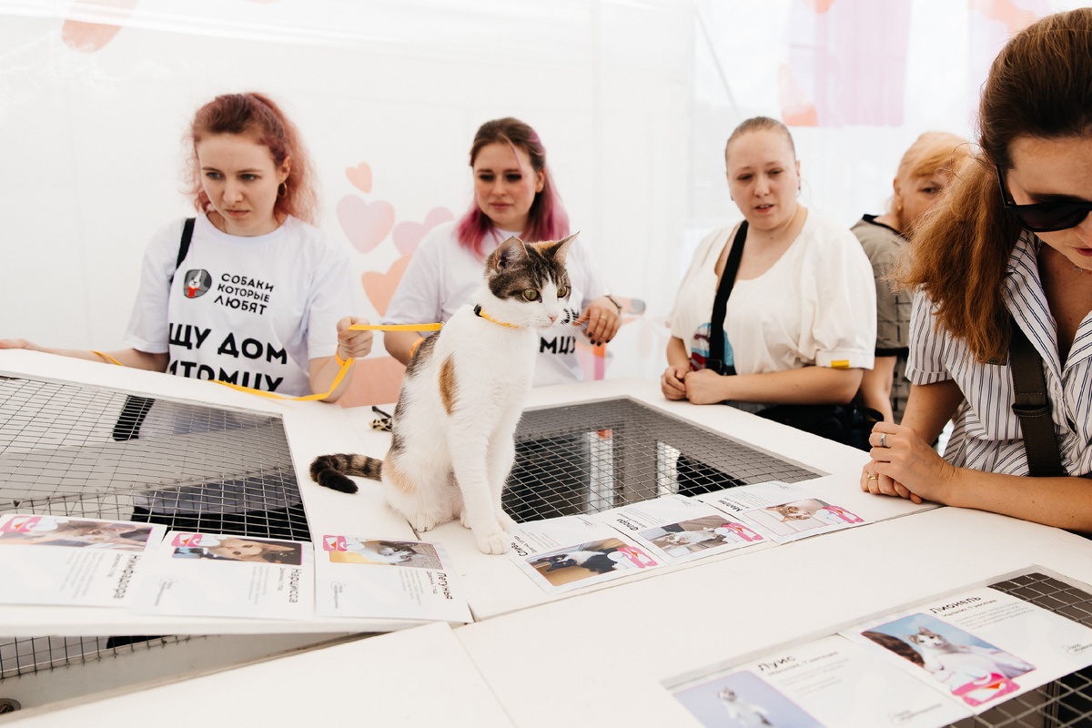 Зона, где можно приютить бездомную кошку на Лапки Фест. Фото vk.com/vklapkifest