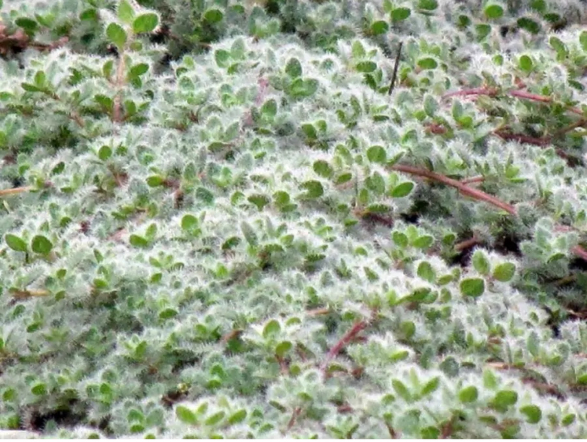 Из интернета