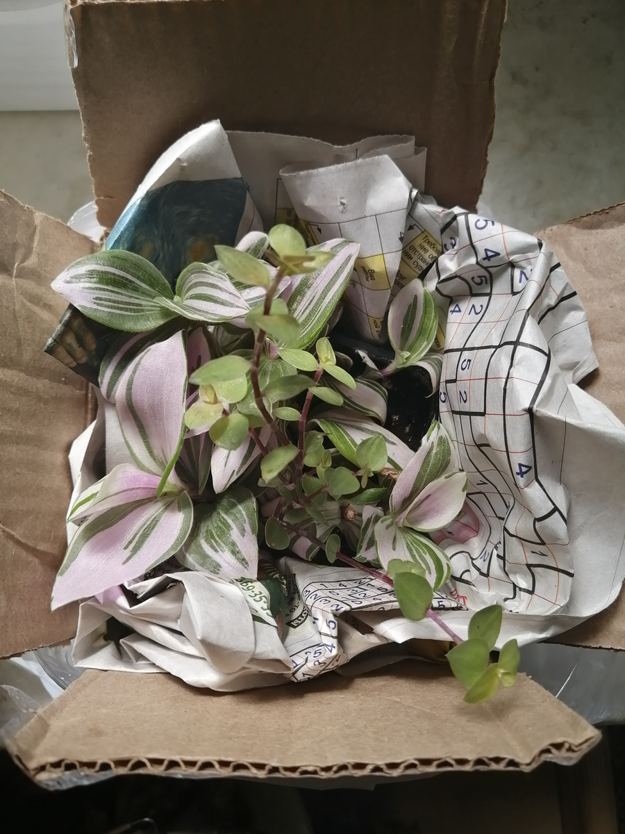 Растения приготовлены к передаче покупателю. За час примерно. Но... Они и теперь у меня на окне, покупатель испарился. Точнее, испарилась