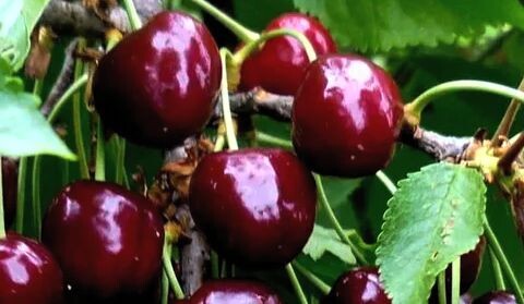 Черешня изменила судьбу