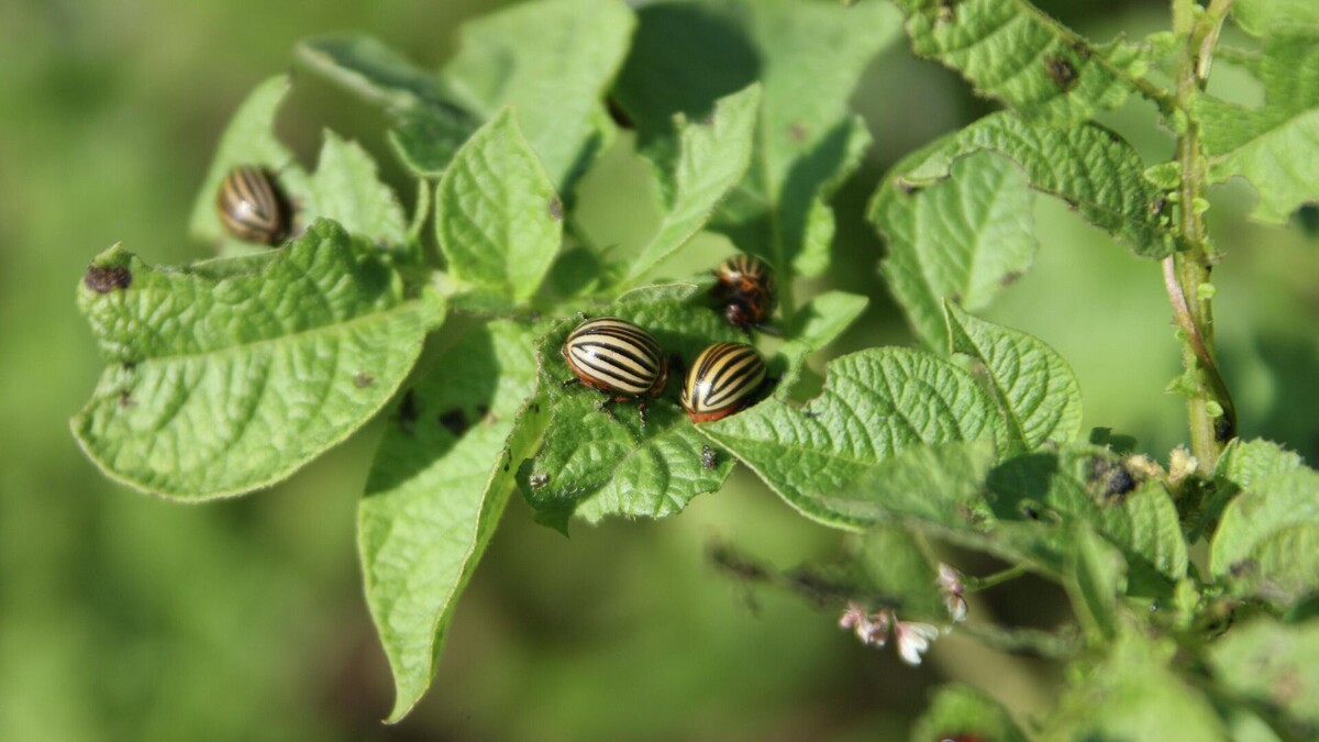 Фото с сайта: https://ria.ru/20250704/kak-borotsya-s-vreditelyami-rastenij-2027291543.html