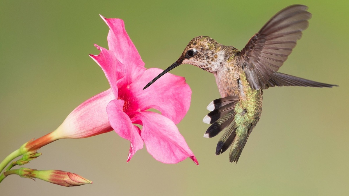 Фото с сайта: https://animals.pibig.info/42088-samaja-malenkaja-ptichka-kolibri.html