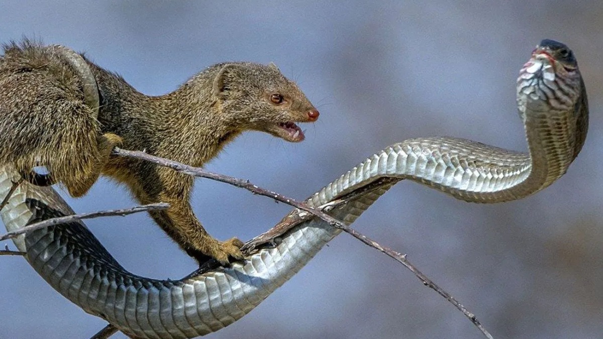 Фото с сайта: https://www.aparat.com/v/zma155n