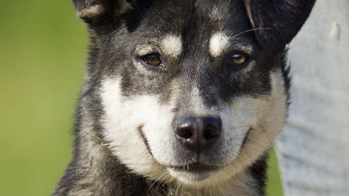    Приютский пес Марсель в возрасте двух лет. Альт: Собака из приюта улыбается